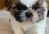 A Kalite Shih Tzu yavrular